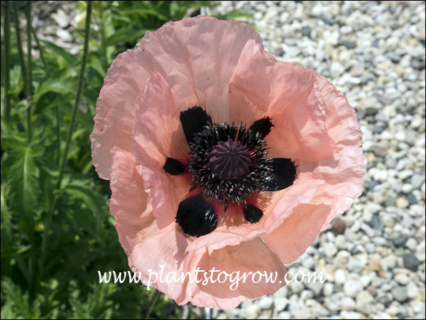 This Poppy has large crepe texture flowers with black blotches in a circle at the center.